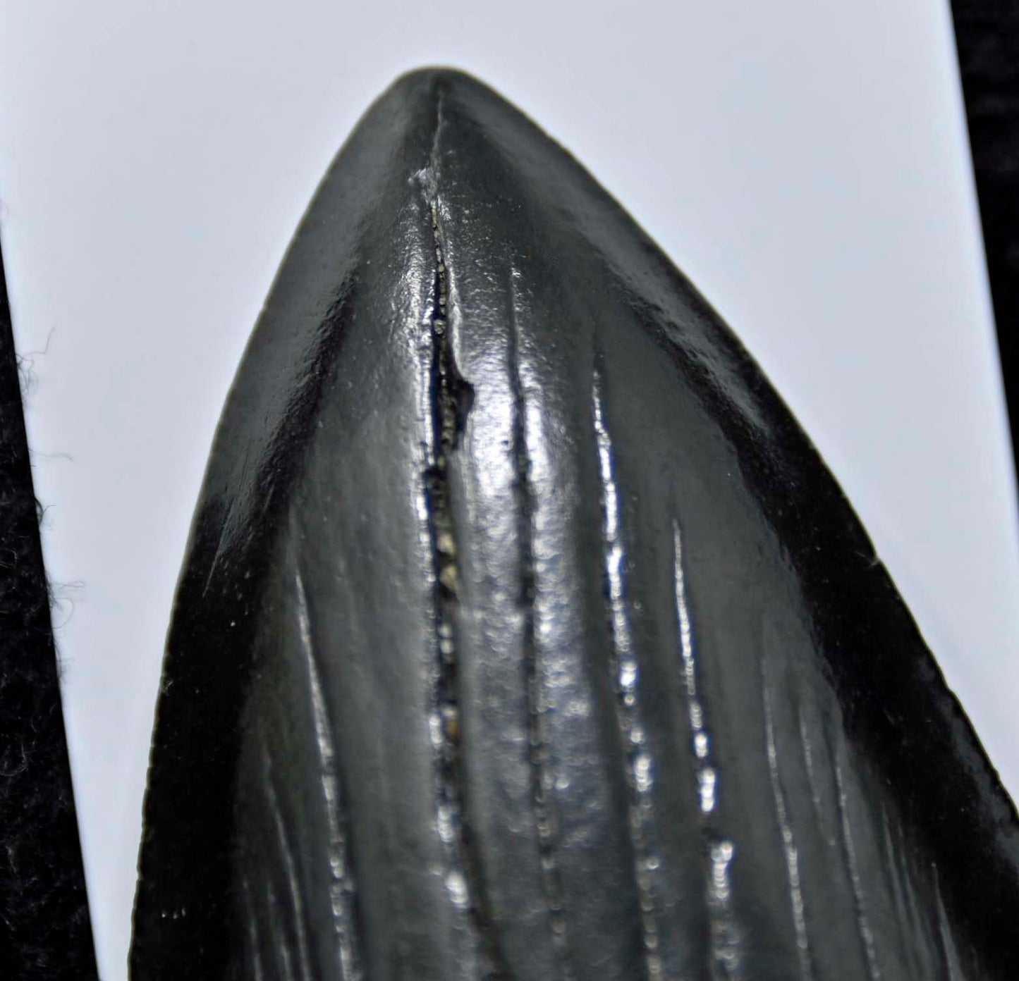 Carcharocles megalodon tooth
