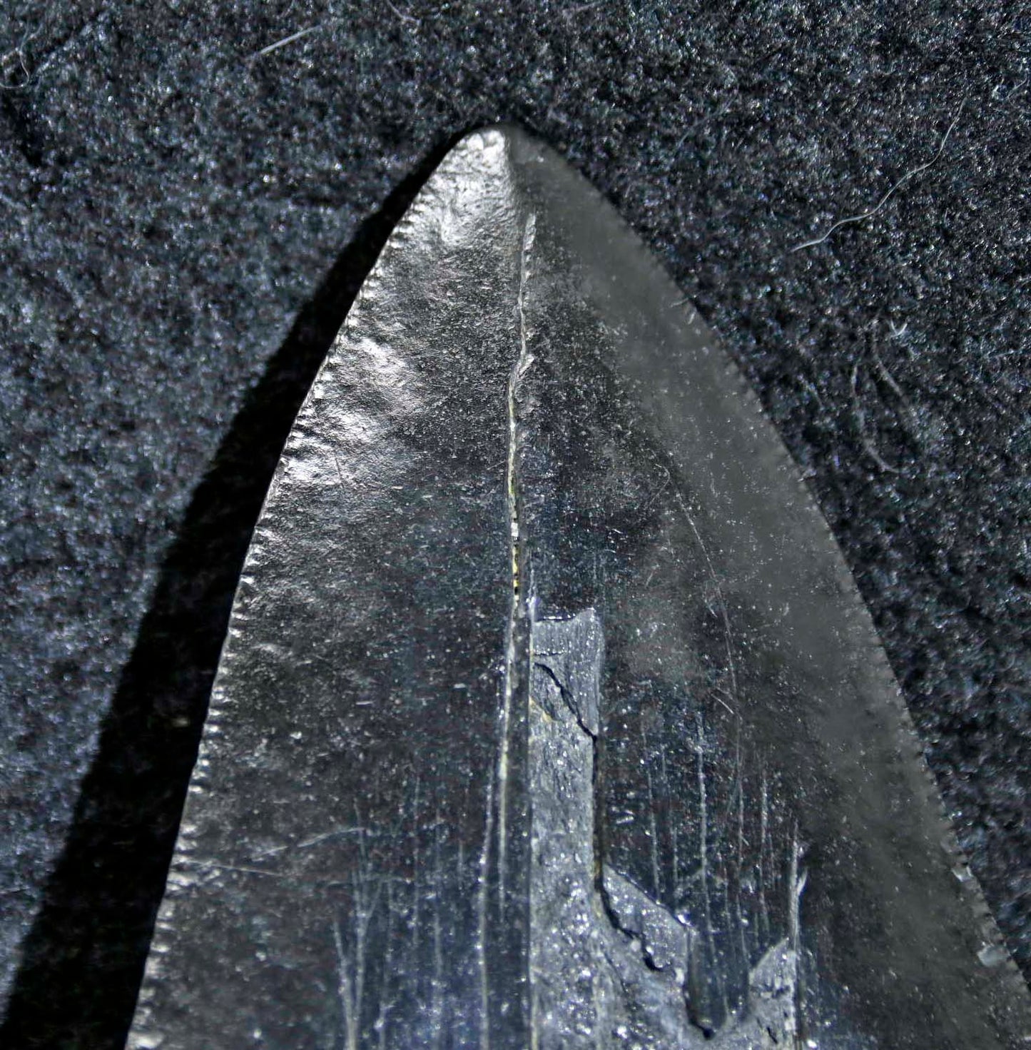 Carcharocles megalodon tooth