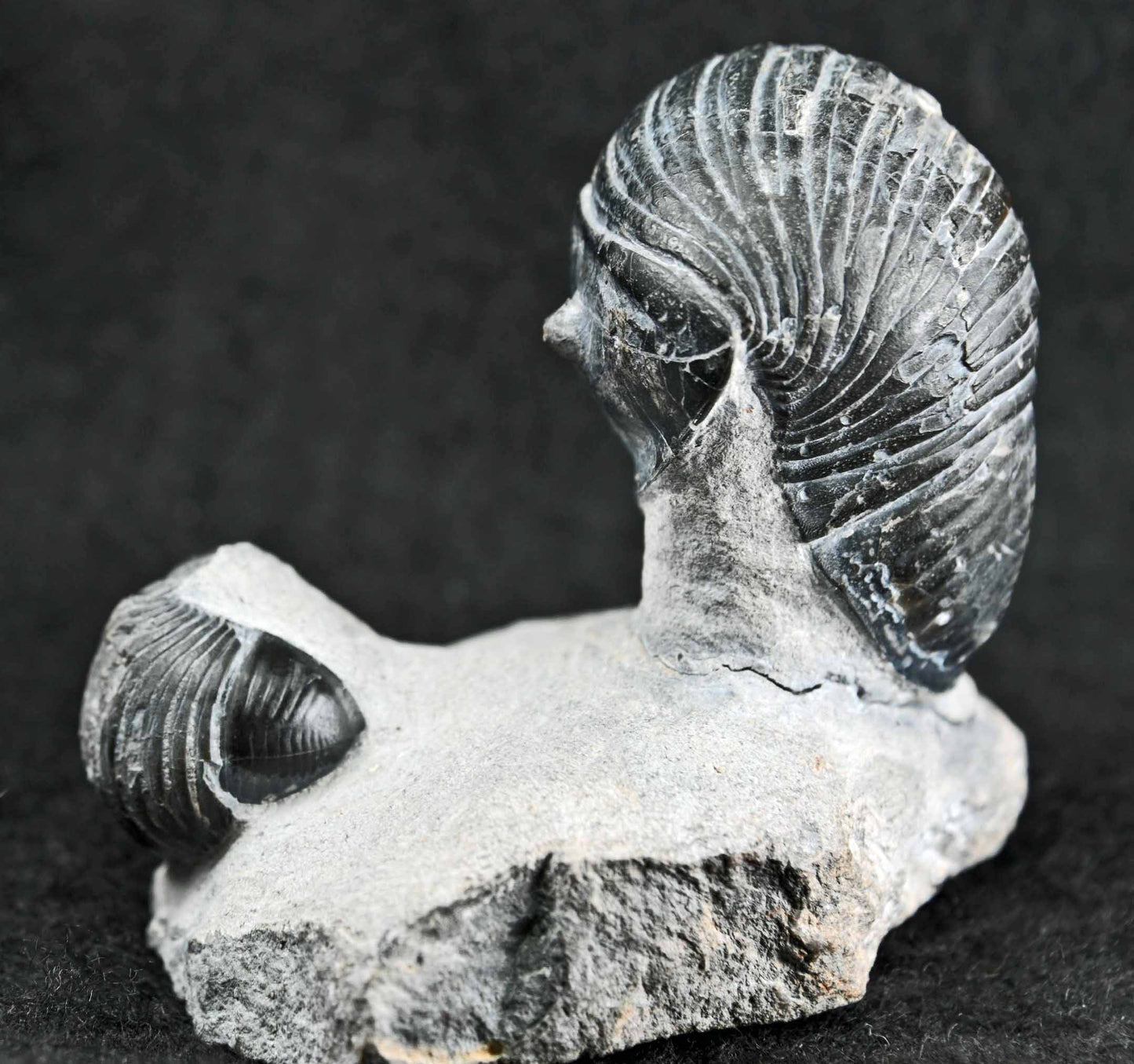 Two Wenndorfia plana