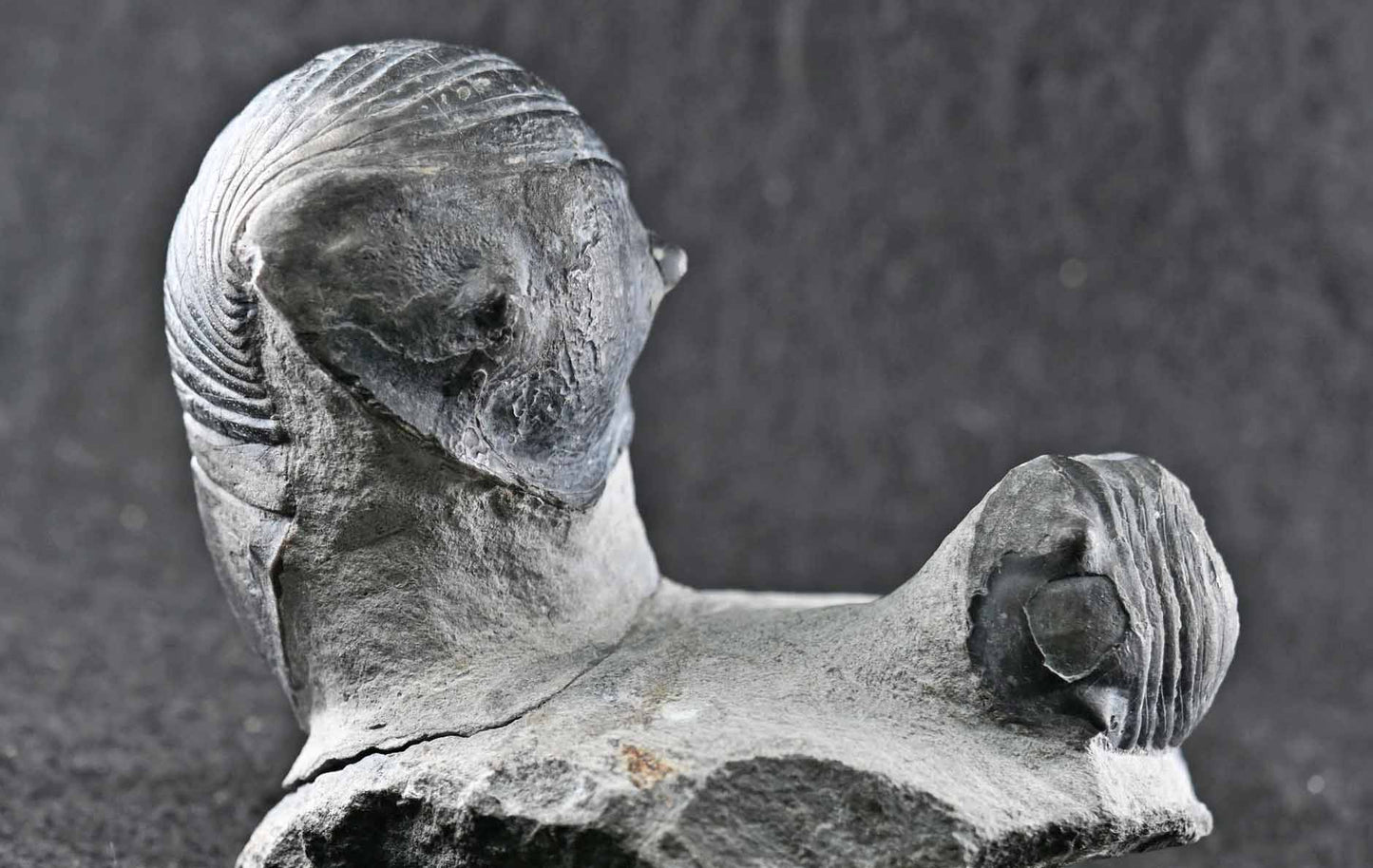 Two Wenndorfia plana