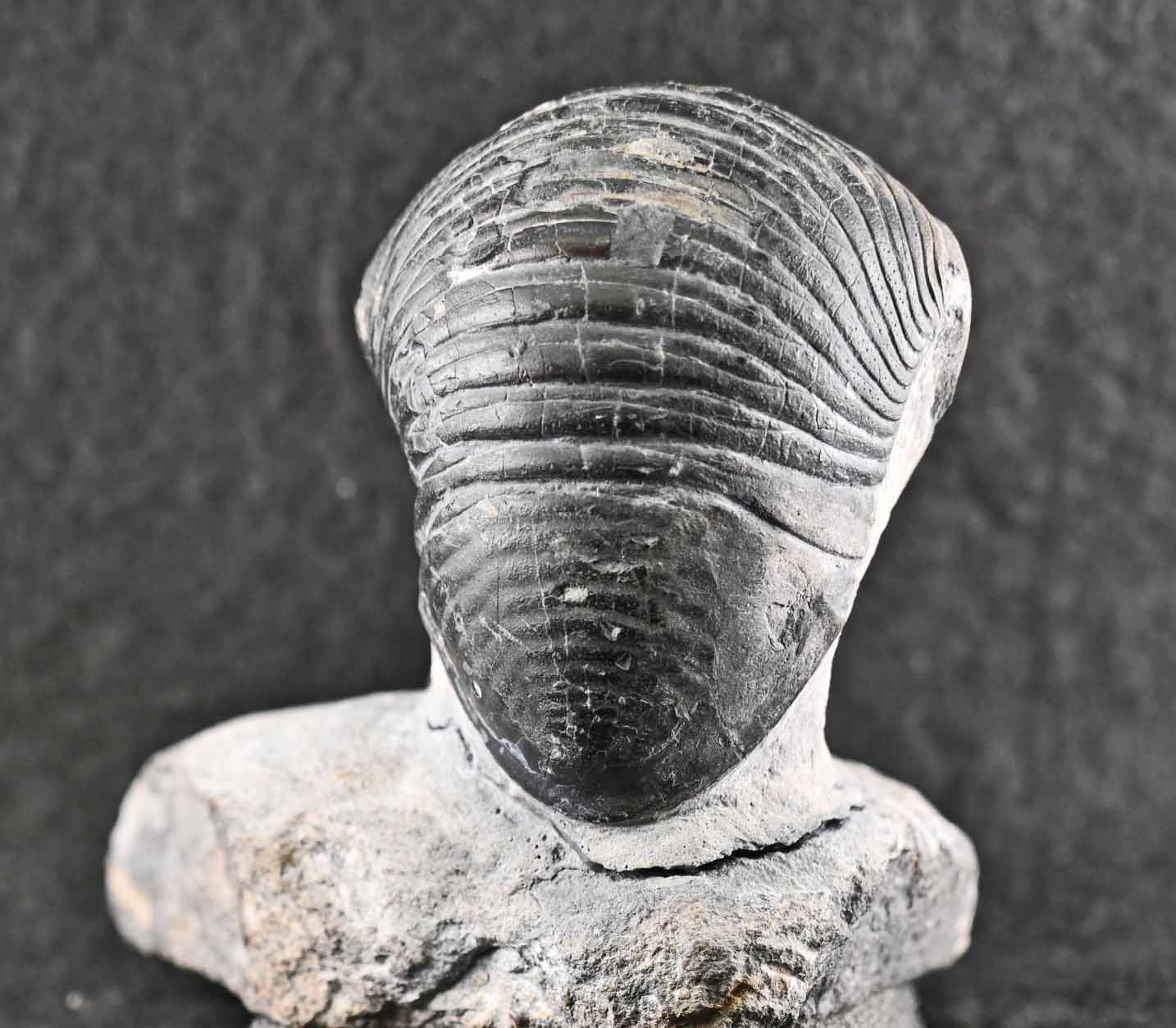 Two Wenndorfia plana