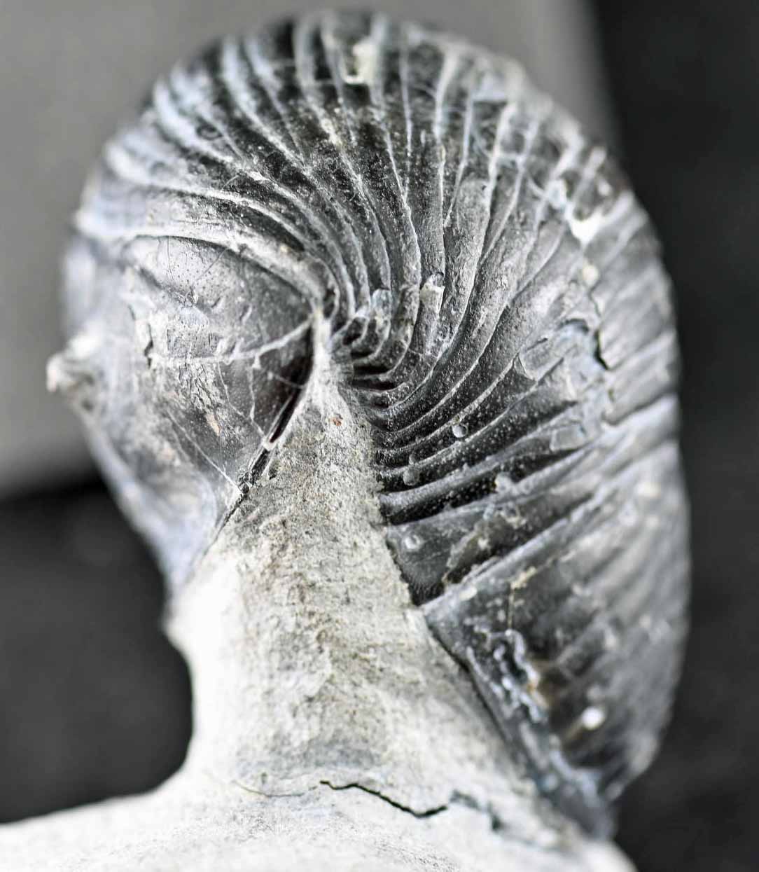 Two Wenndorfia plana