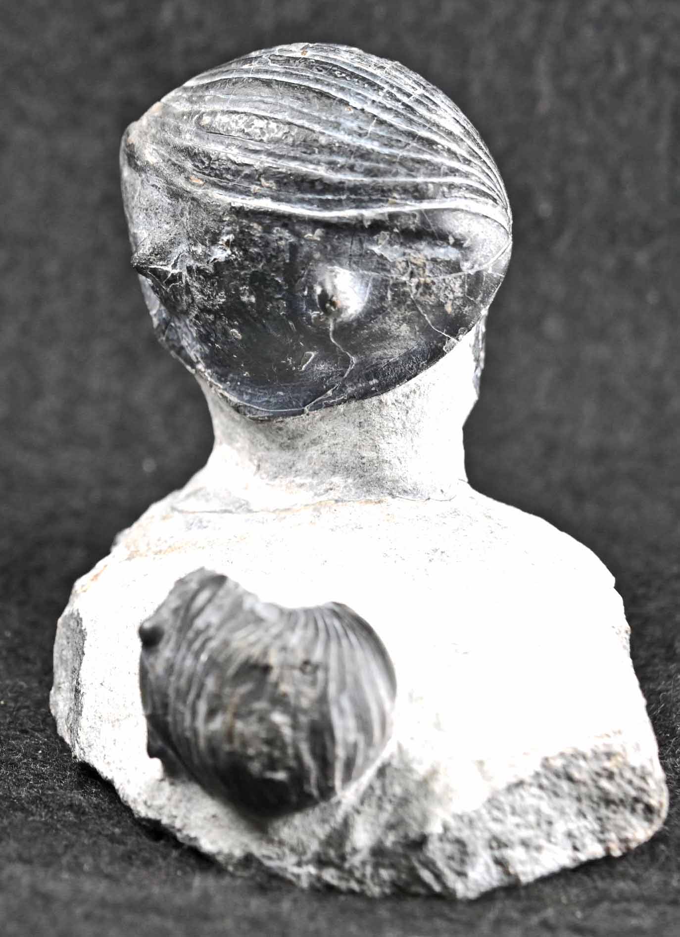 Two Wenndorfia plana