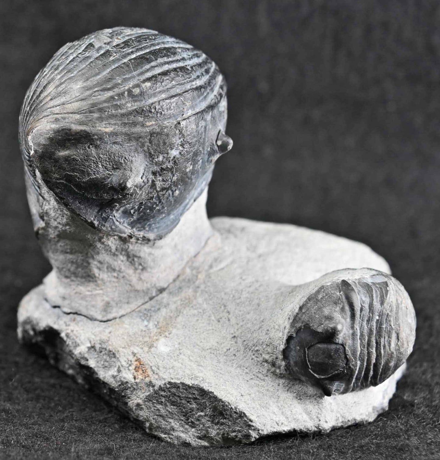 Two Wenndorfia plana