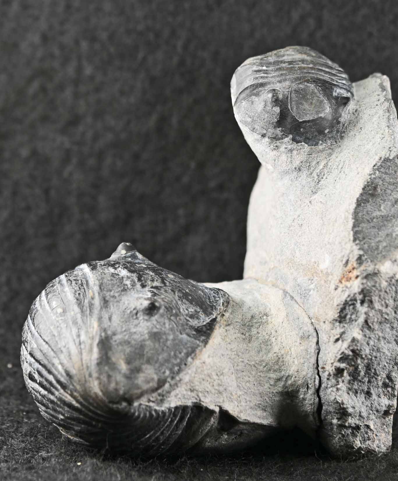 Two Wenndorfia plana