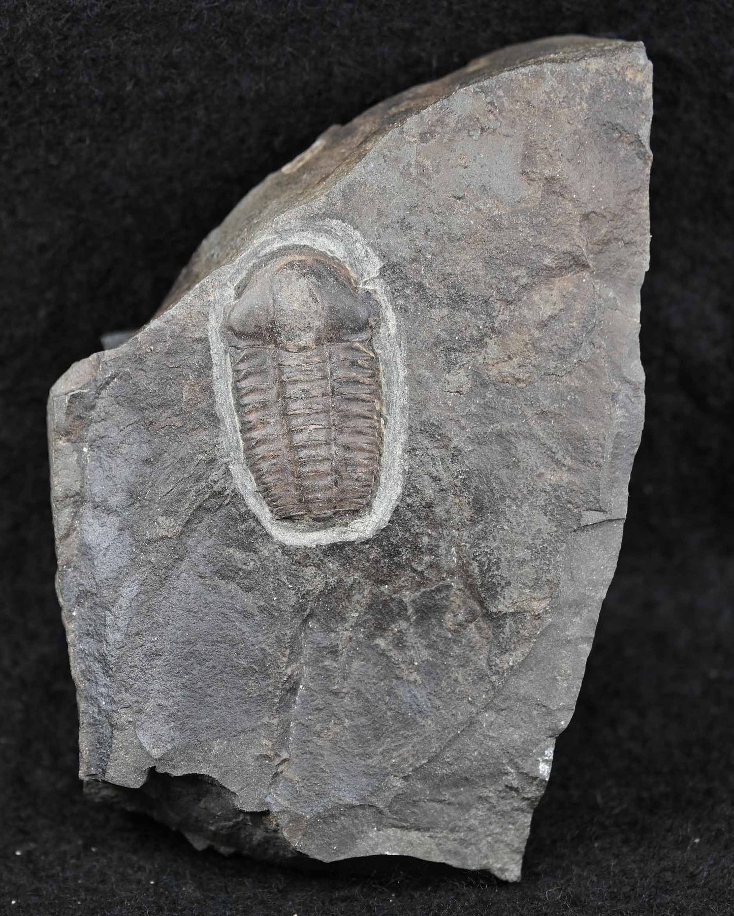 Ellipsocephalus hoffi