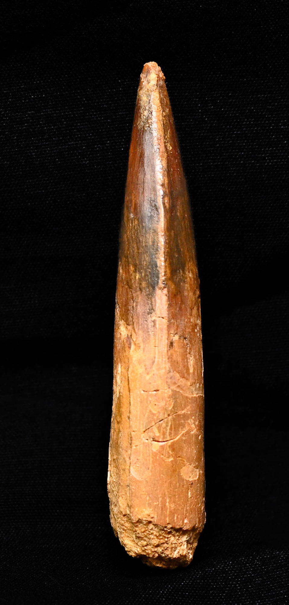 Spinosaurus tooth 3.22 inches