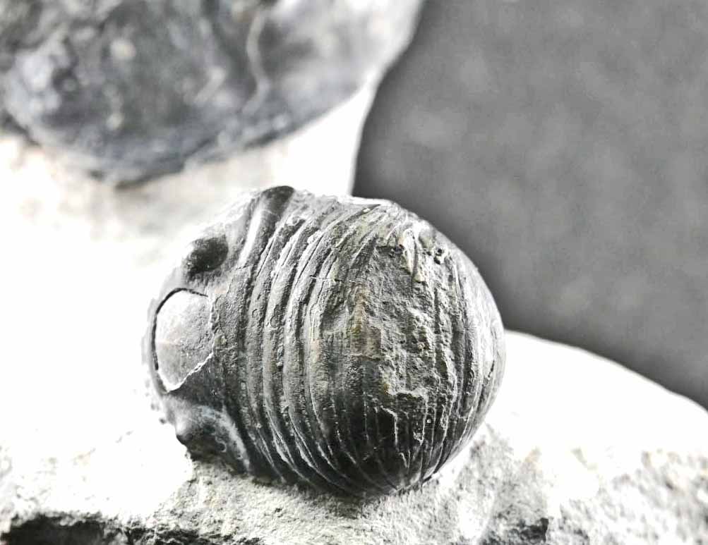 Two Wenndorfia plana