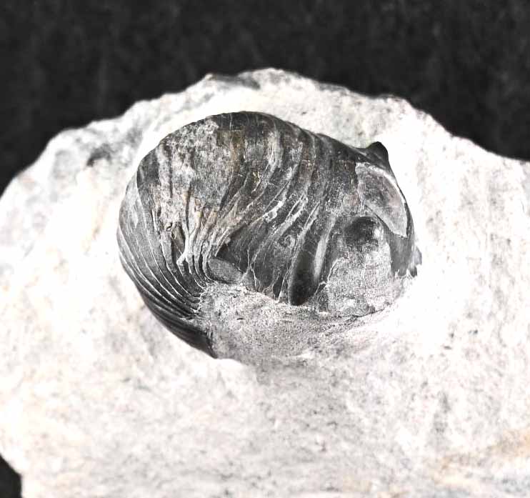 Two Wenndorfia plana