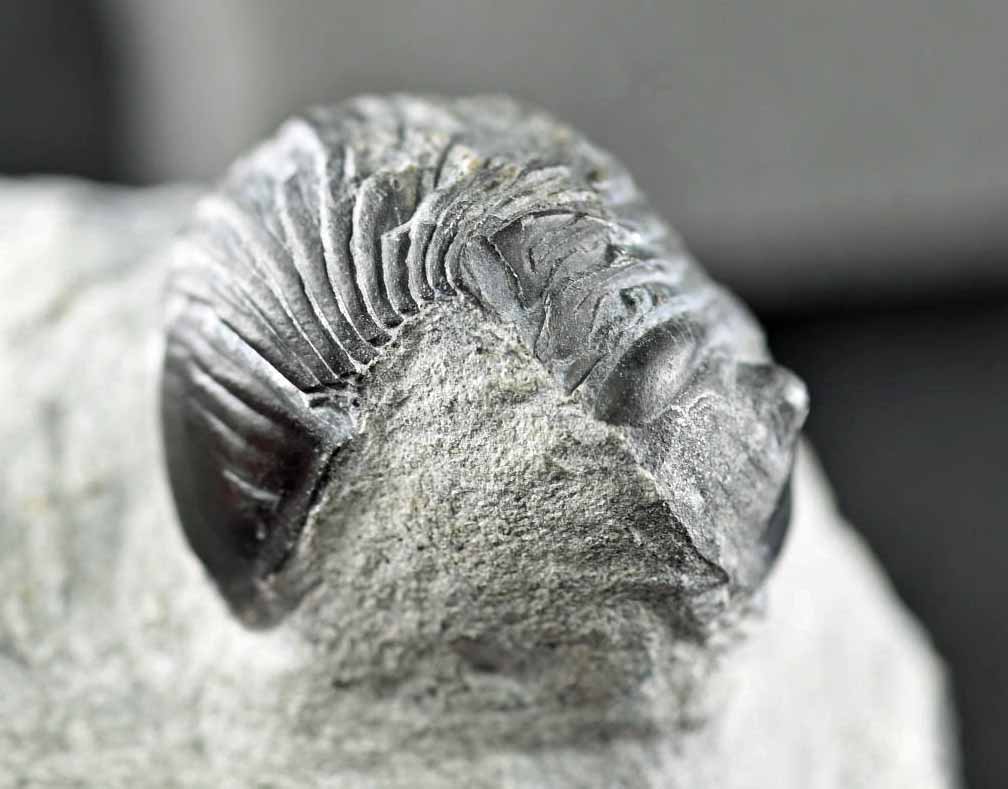 Two Wenndorfia plana