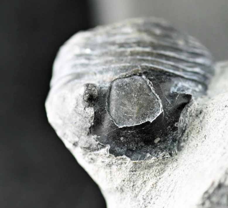 Two Wenndorfia plana