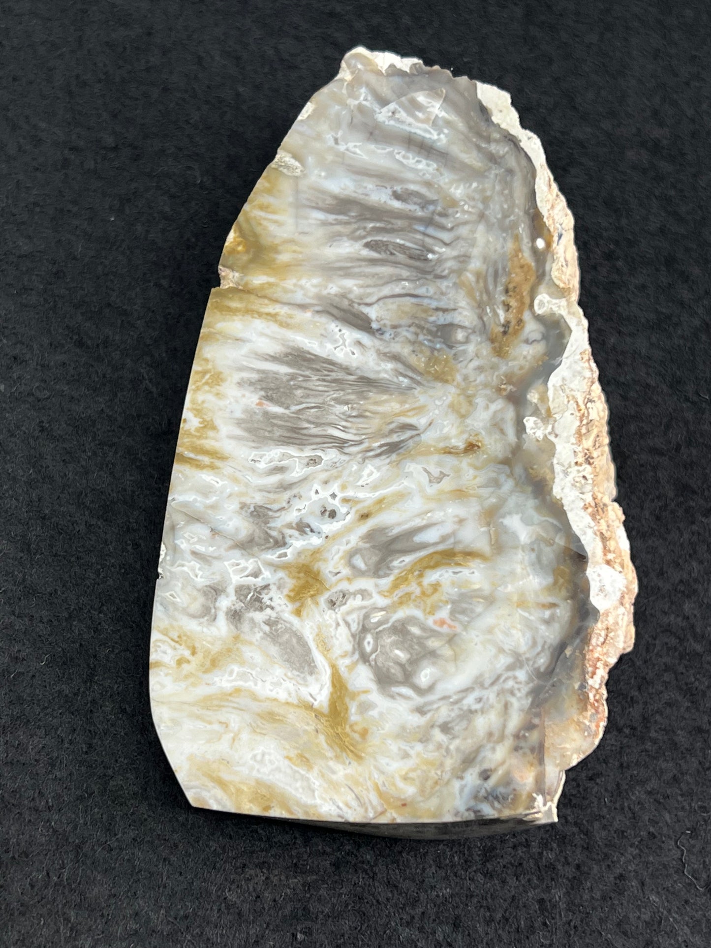 Cycad Cone Piece, Morrison Formation, U.S.A