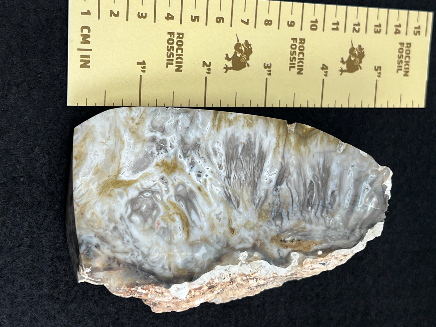 Cycad Cone Piece, Morrison Formation, U.S.A