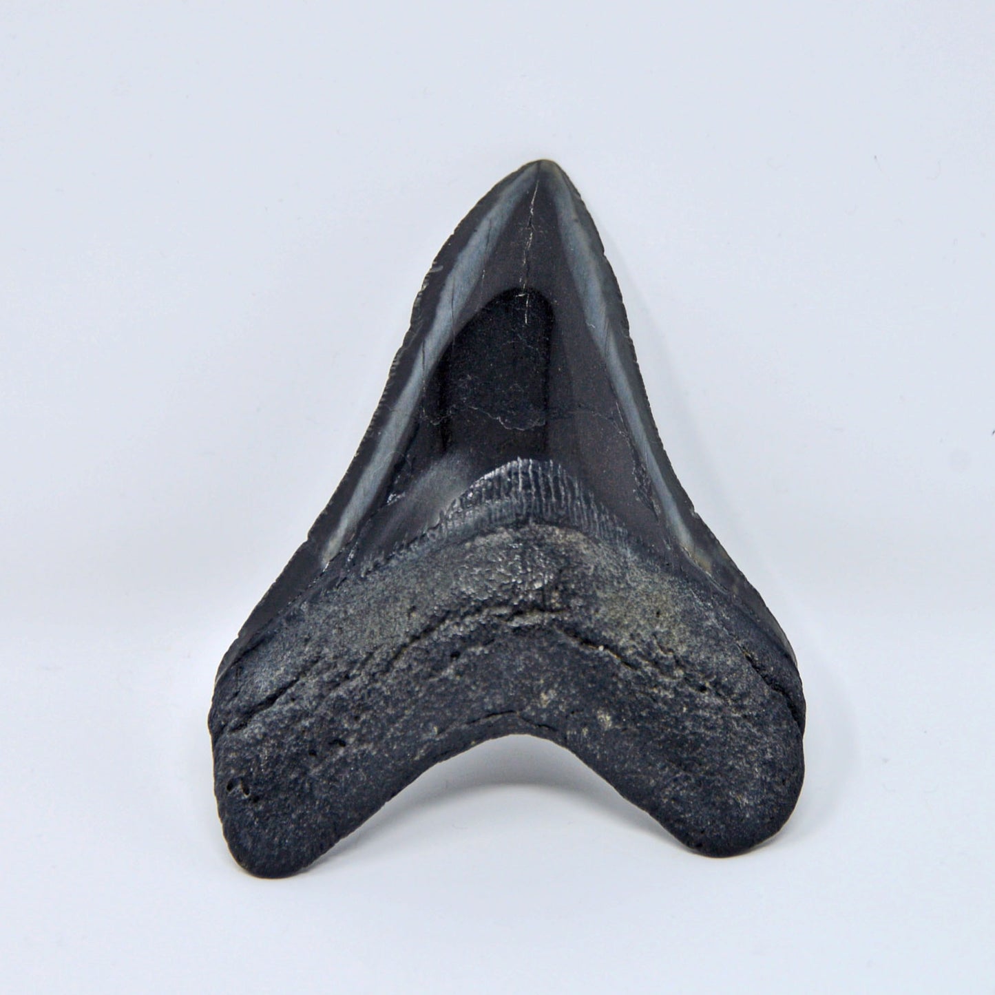 Carcharocles megalodon tooth