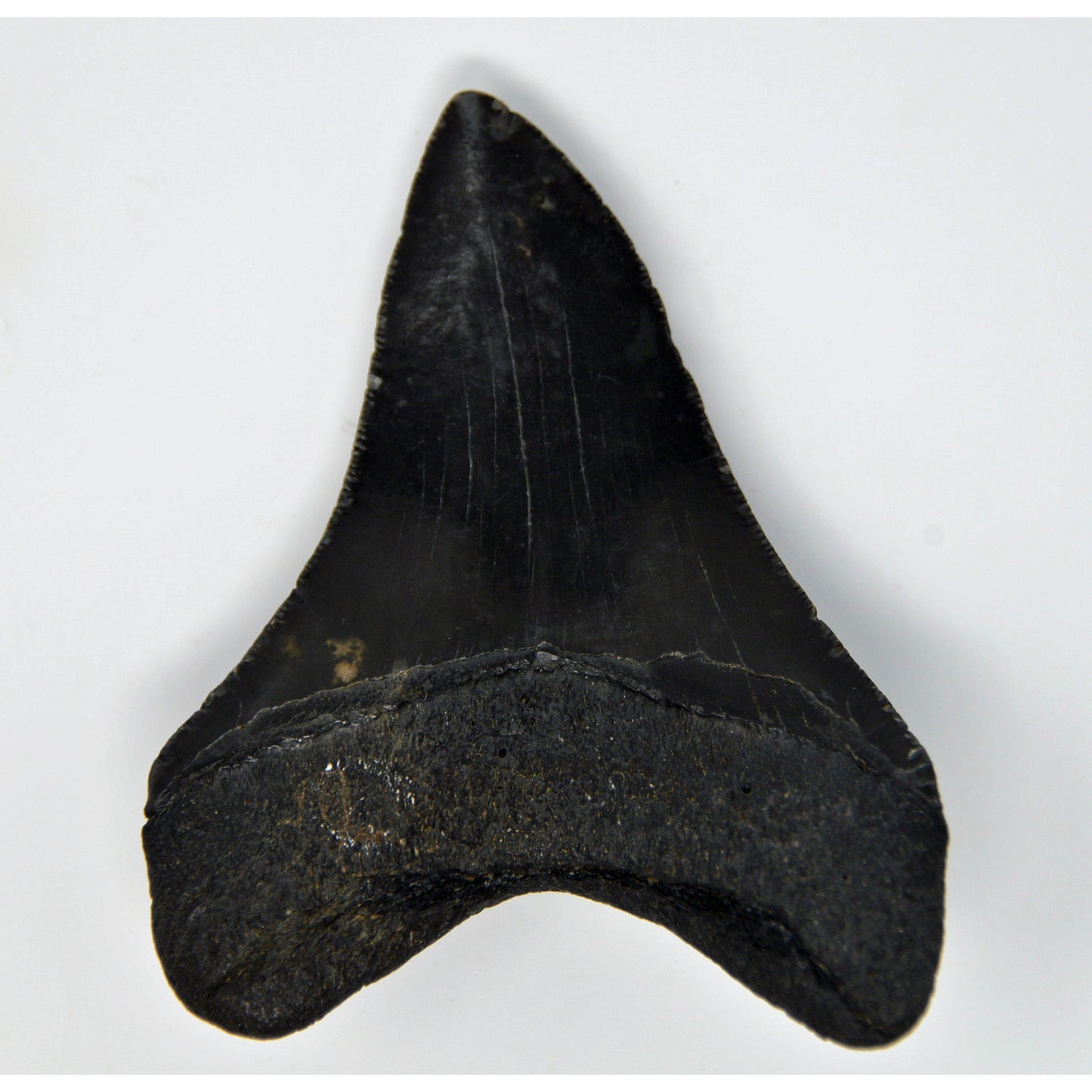 Carcharocles megalodon tooth