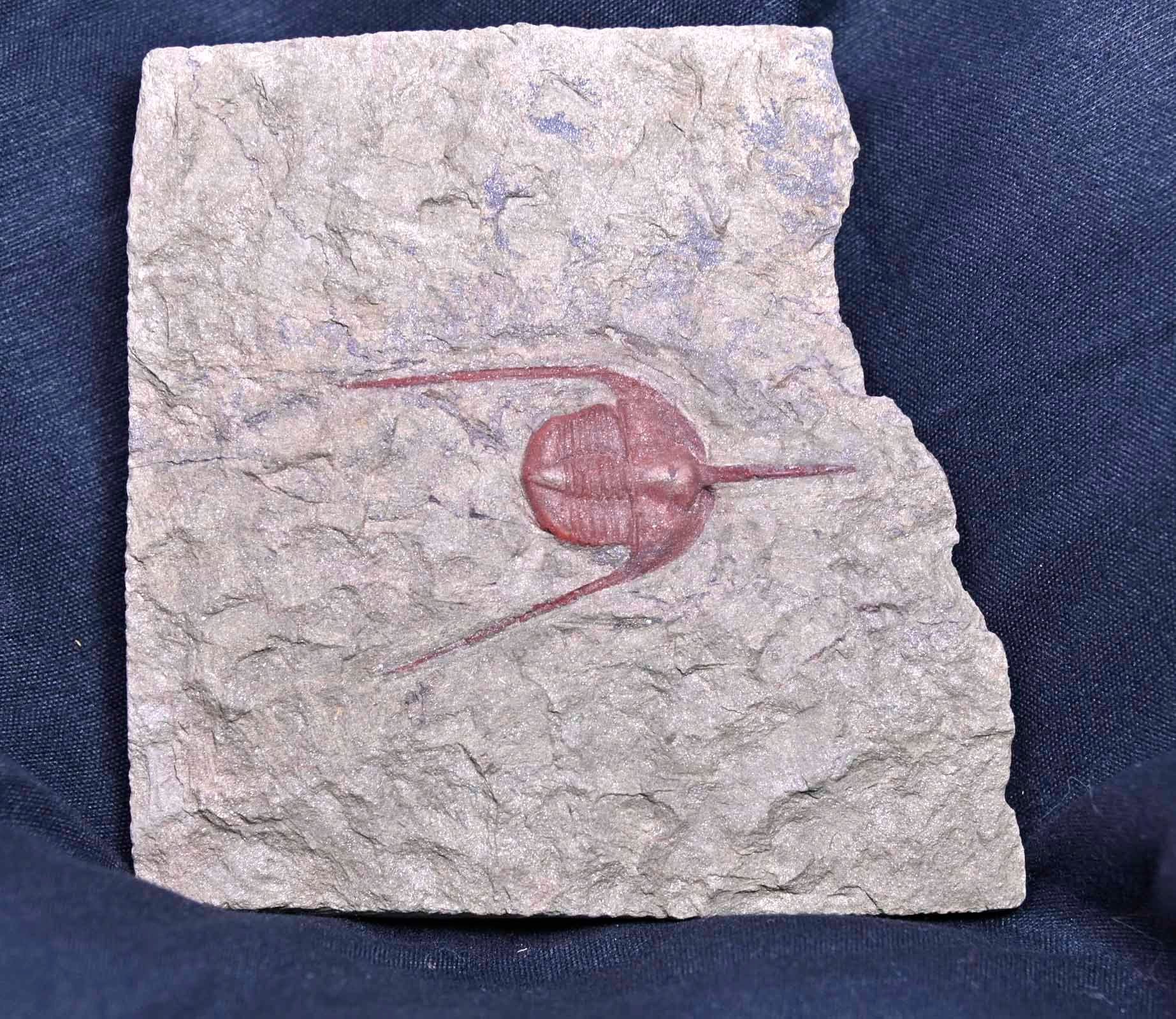 Ampyx priscus Rockin' Fossil – Rockin Fossil - Main Image