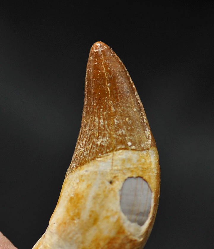 Basilosaurus isis tooth