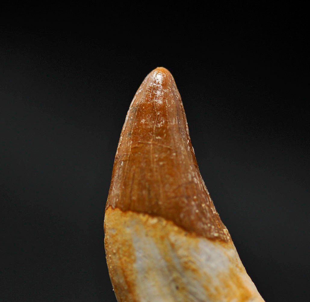 Basilosaurus isis tooth