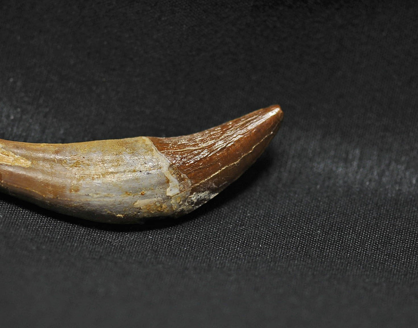 Basilosaurus tooth