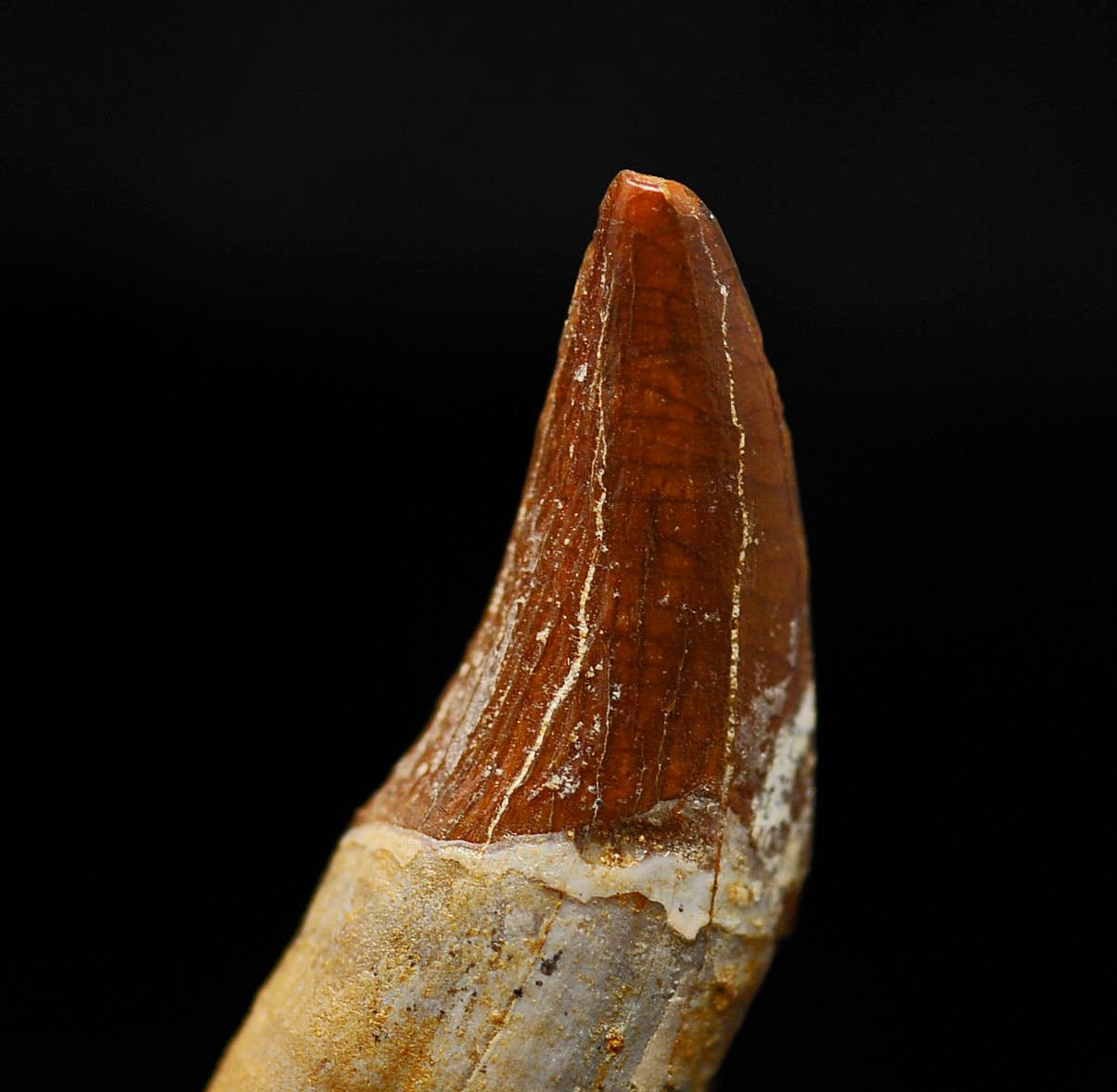 Basilosaurus tooth