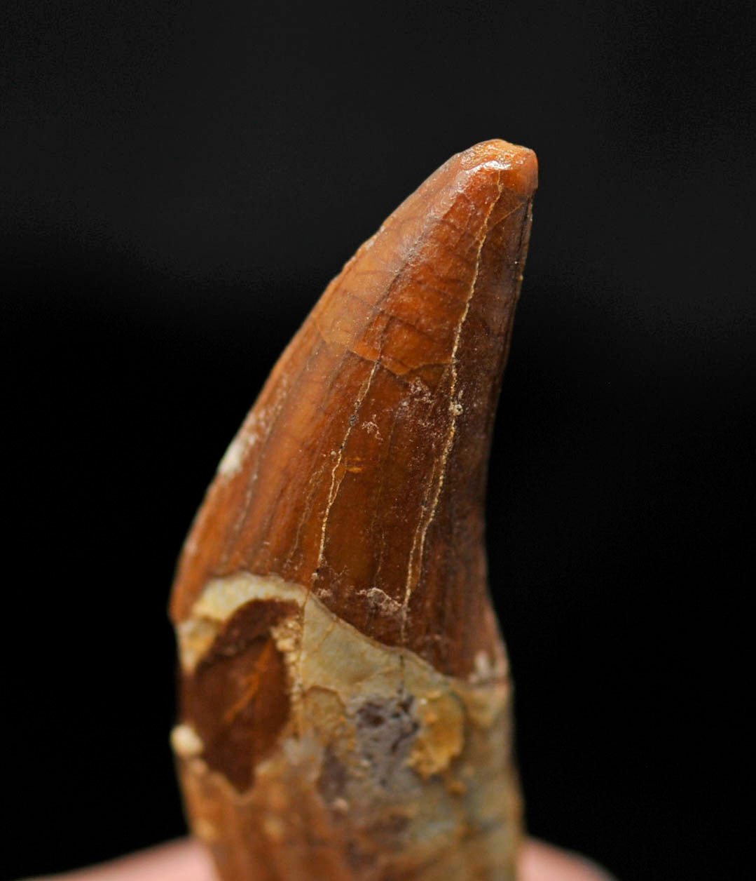 Basilosaurus tooth