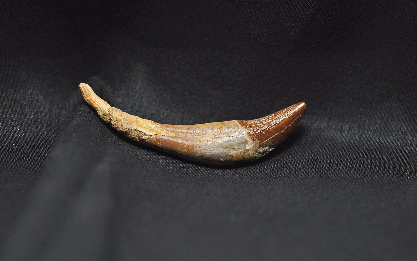 Basilosaurus tooth