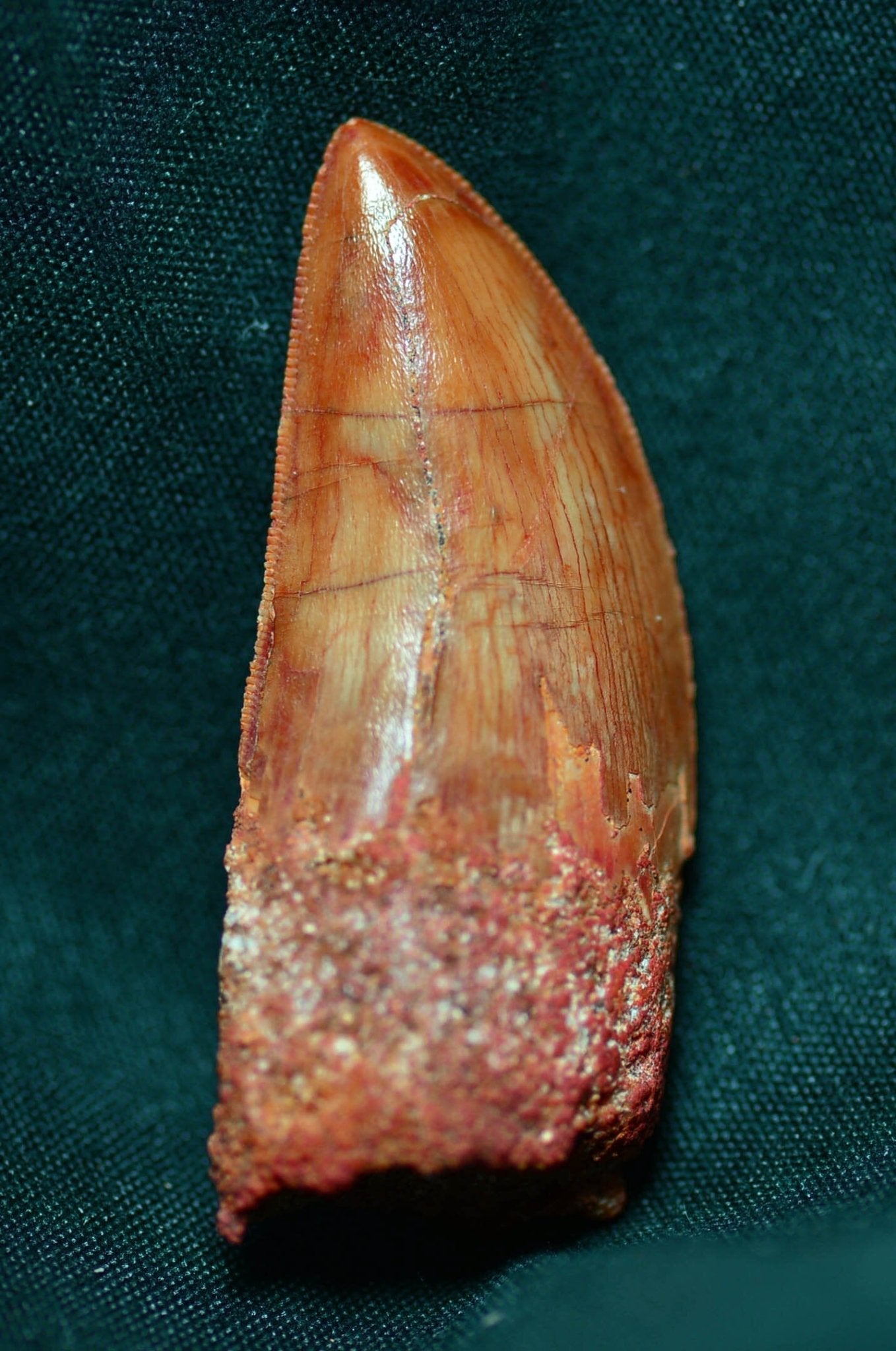 Carcharodontosaurus 2.0 inches