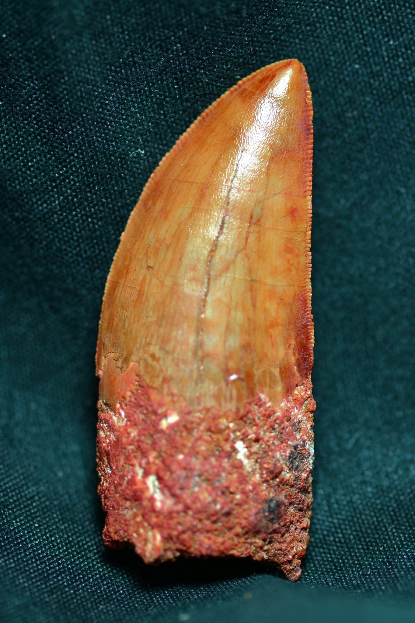 Carcharodontosaurus 2.0 inches