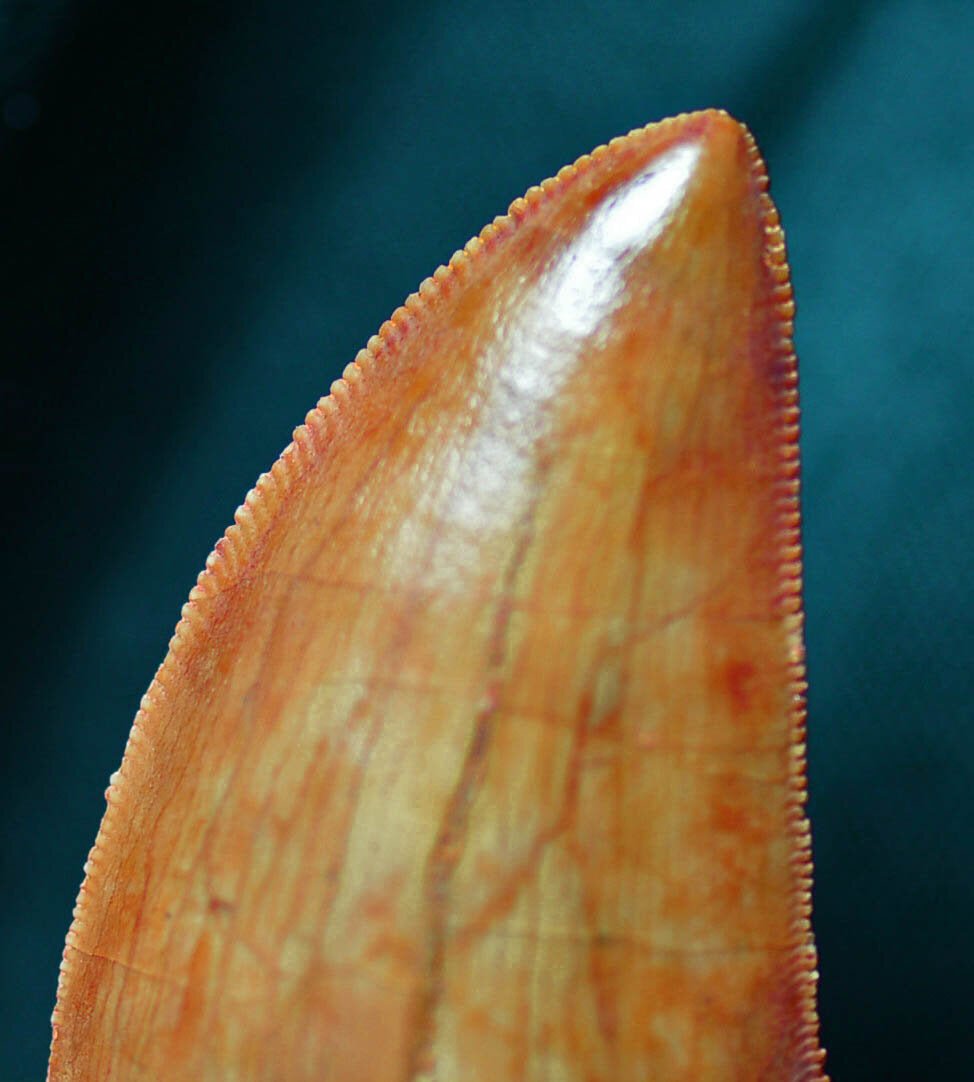 Carcharodontosaurus 2.0 inches