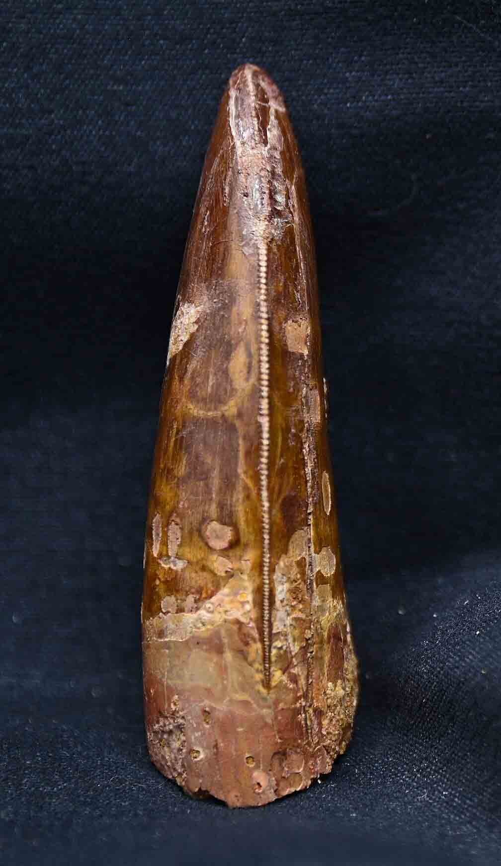 Carcharodontosaurus 2.88 inches