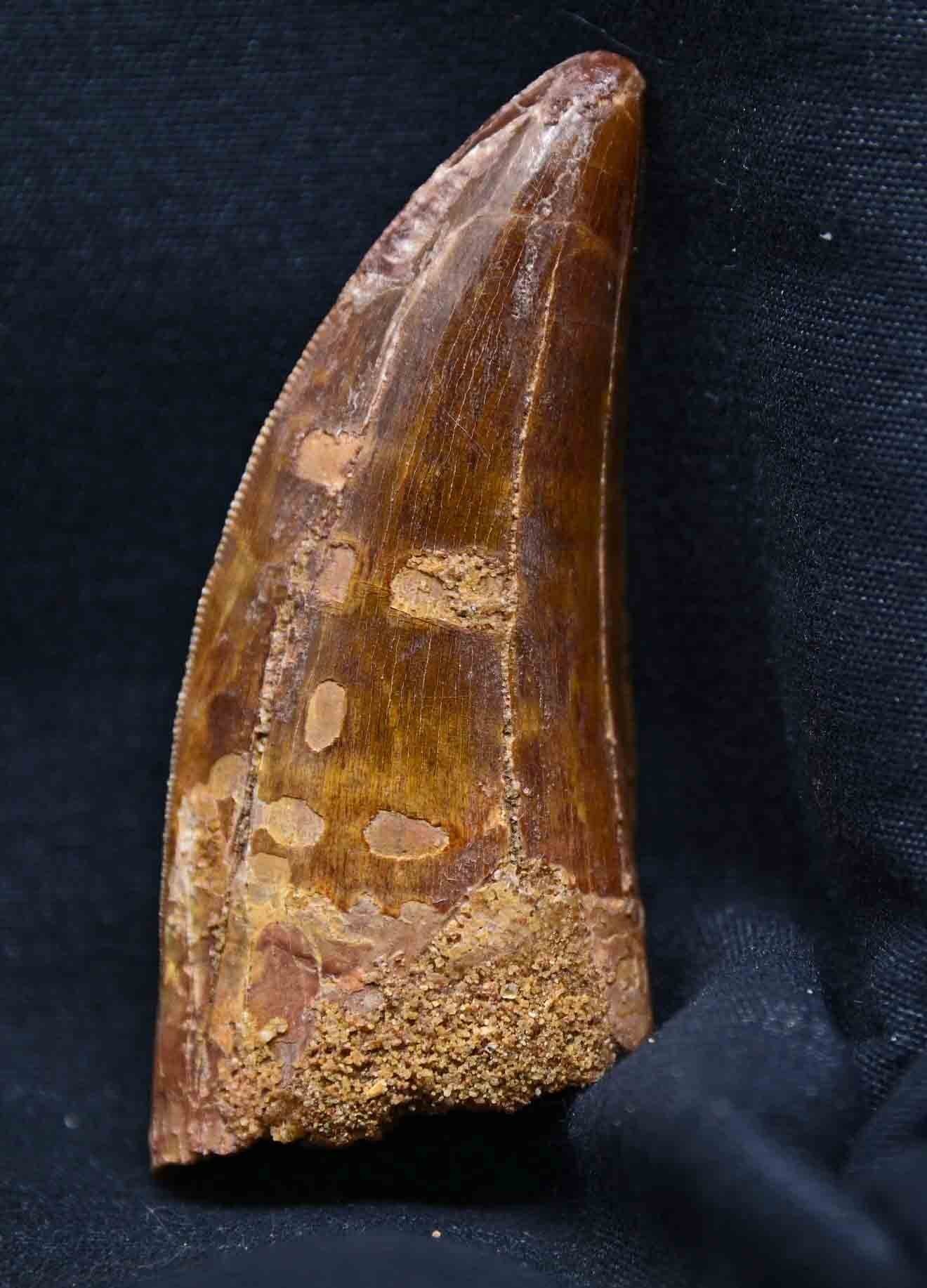 Carcharodontosaurus 2.88 inches