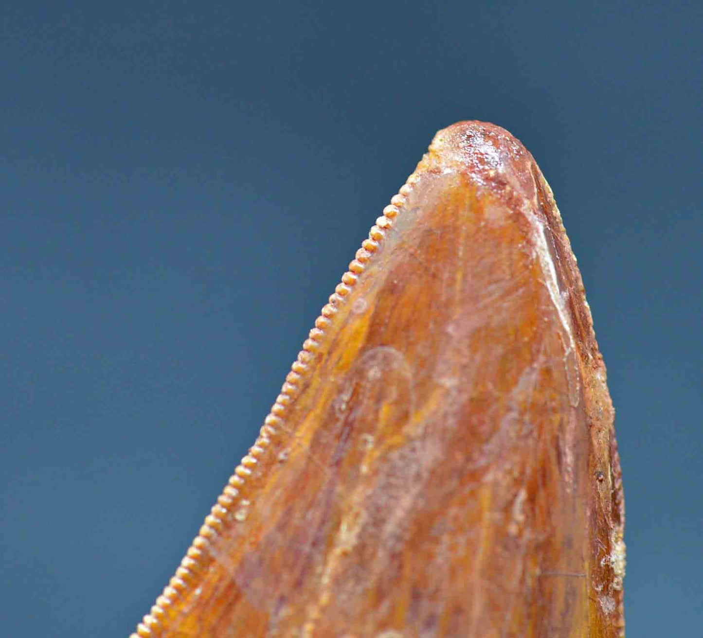 Carcharodontosaurus 2.88 inches