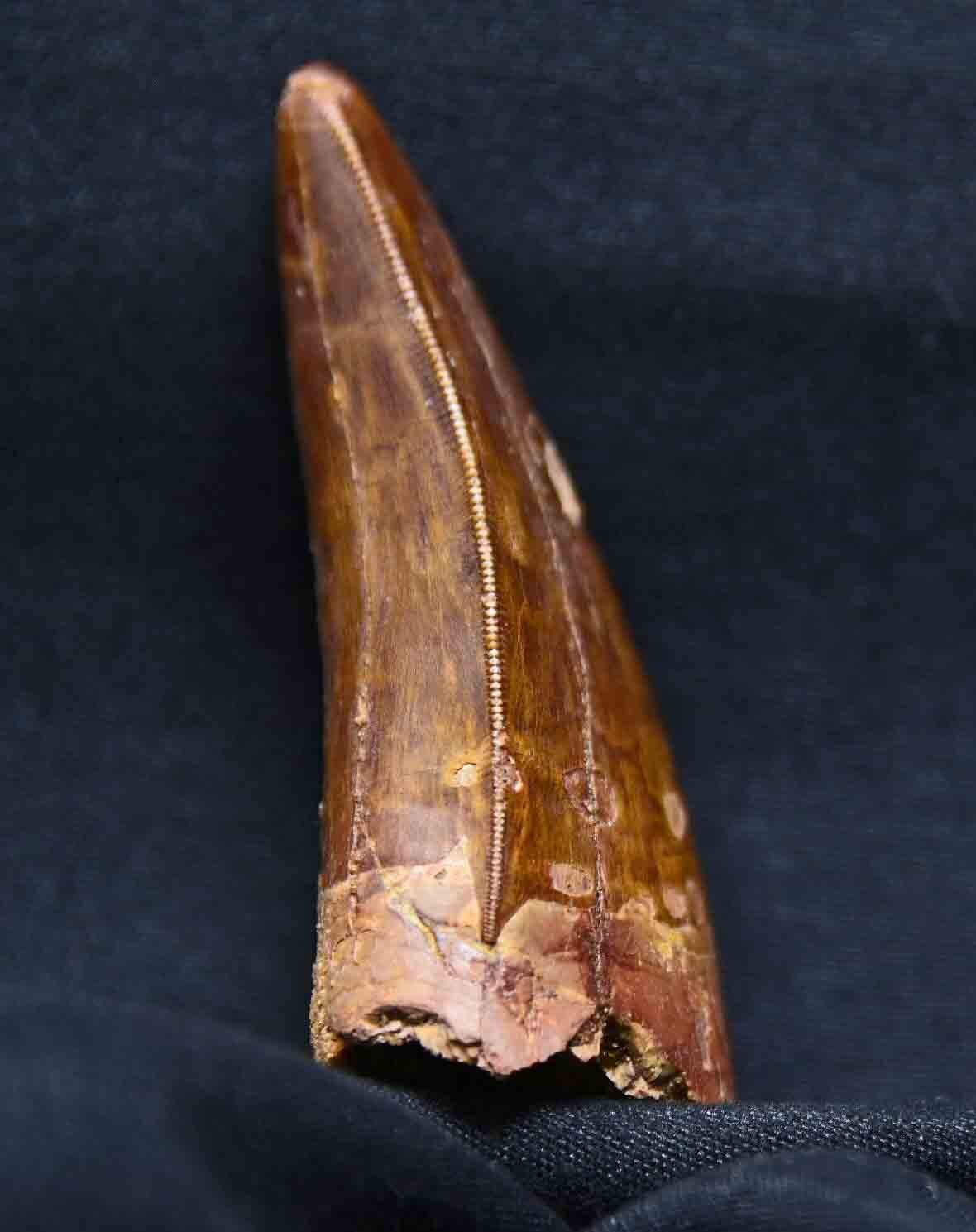 Carcharodontosaurus 2.88 inches