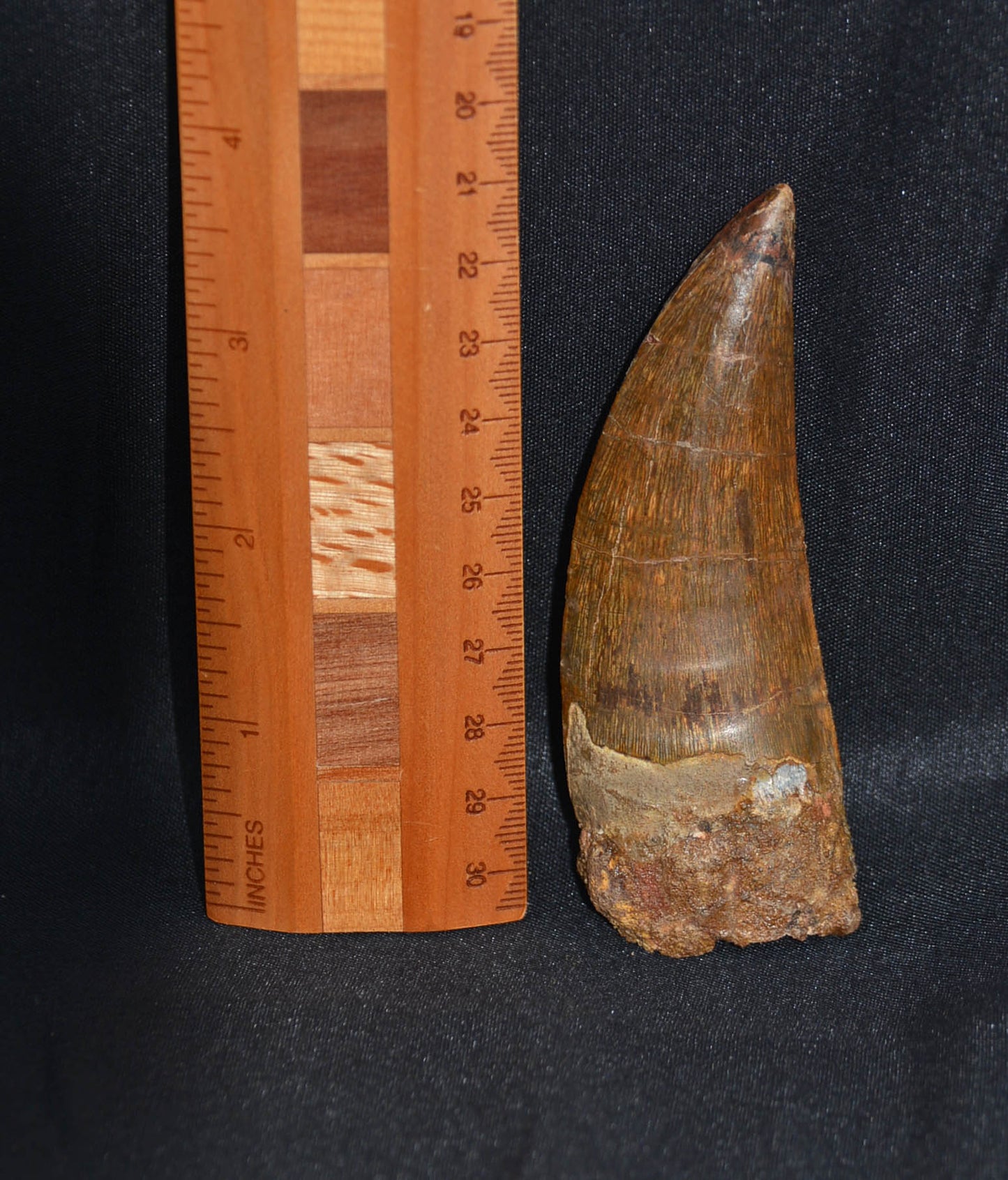 Carcharodontosaurus 3.75 inches
