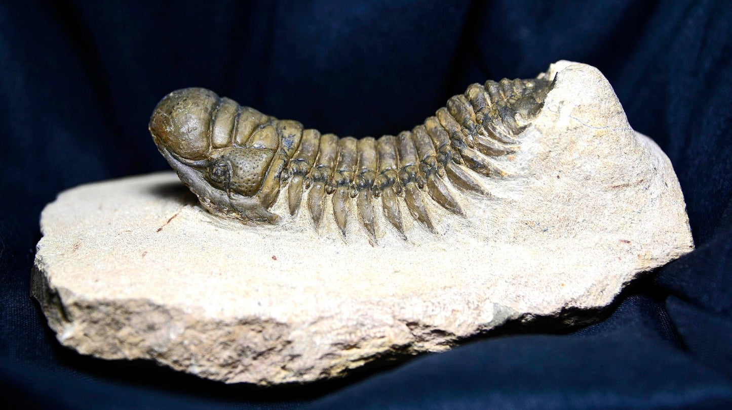 Crotalocephalina/Crotalocephalus gibbus
