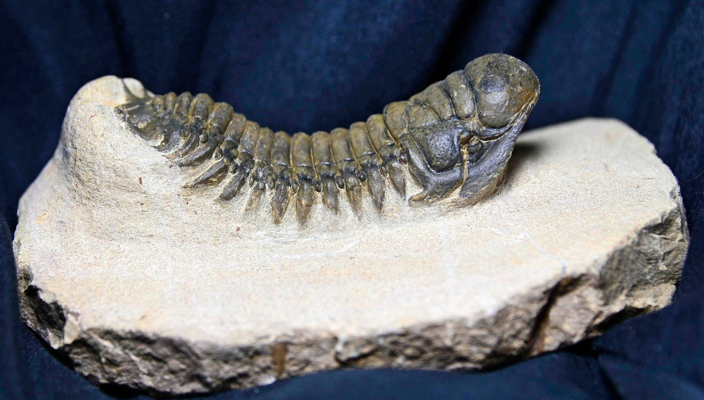 Crotalocephalina/Crotalocephalus gibbus