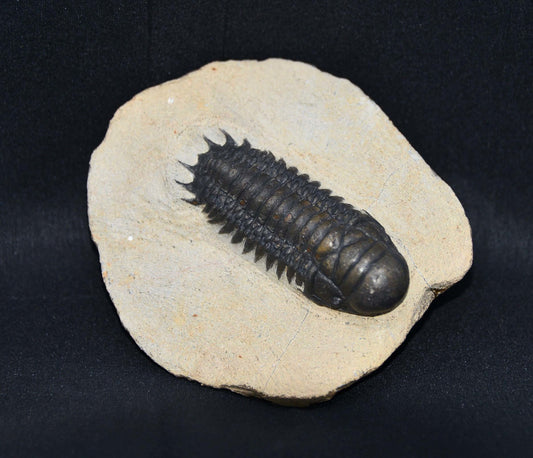 Crotalocephalina/Crotalocephalus gibbus