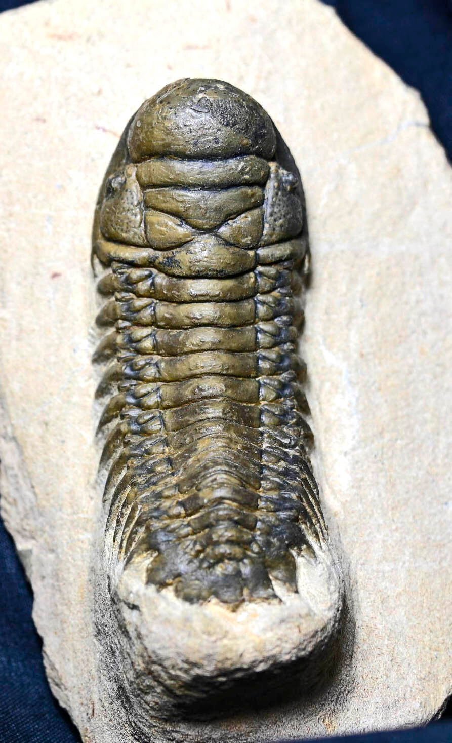 Crotalocephalina/Crotalocephalus gibbus
