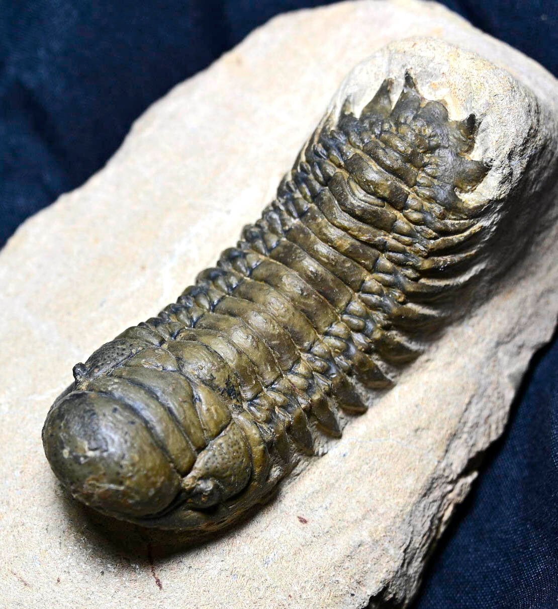 Crotalocephalina/Crotalocephalus gibbus