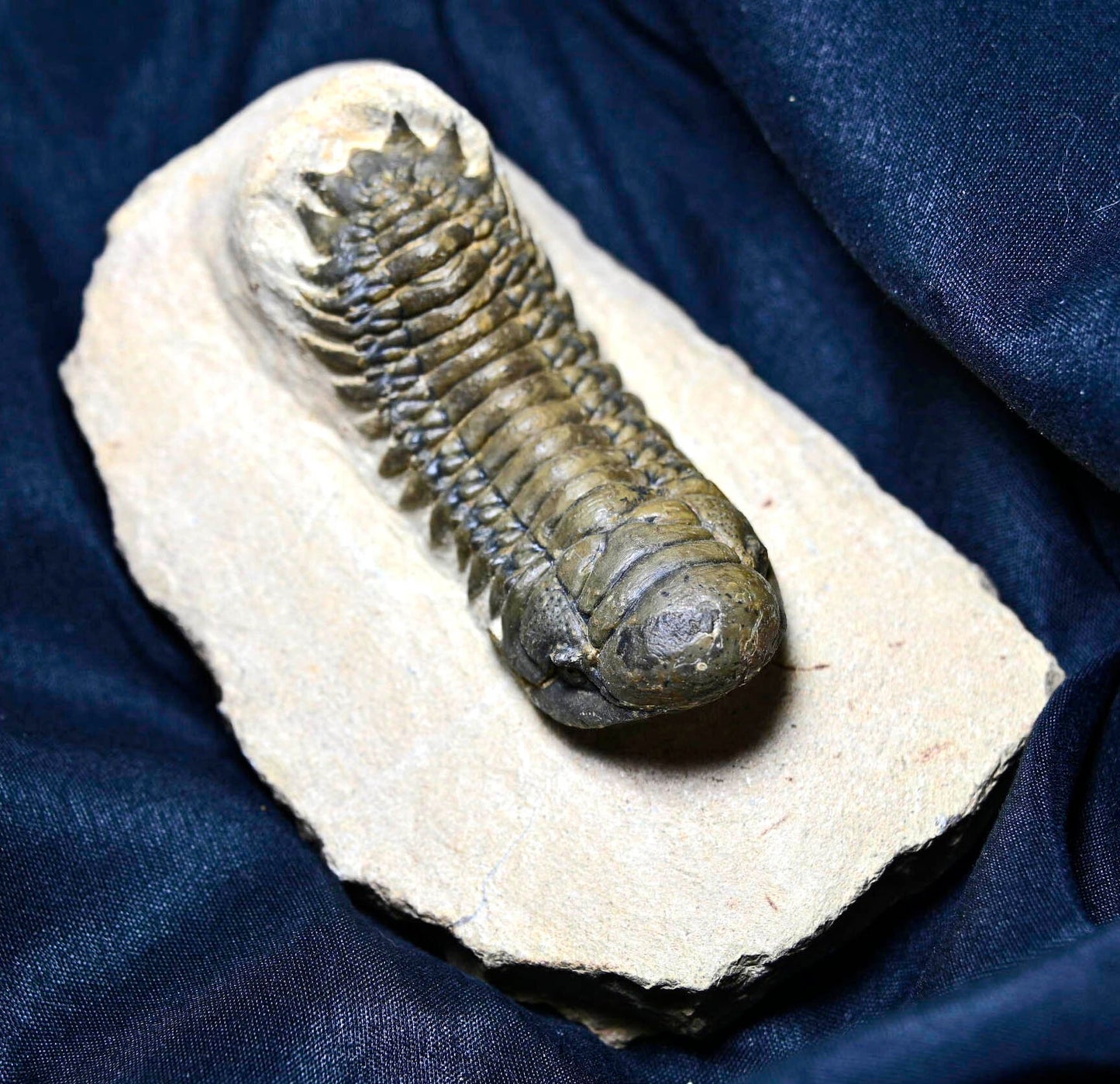 Crotalocephalina/Crotalocephalus gibbus
