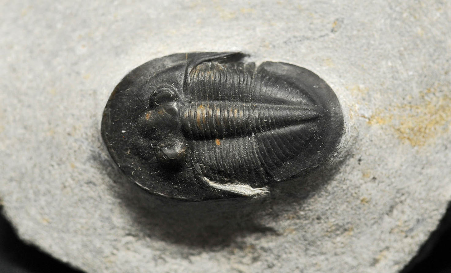 Cyberella lemkei