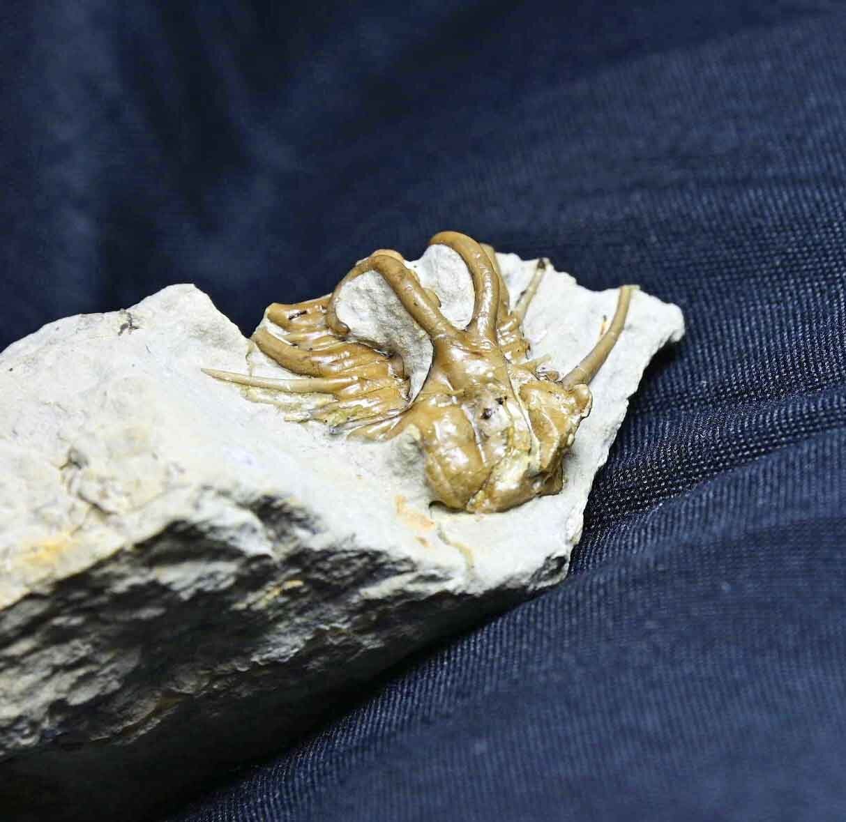 Dicranurus