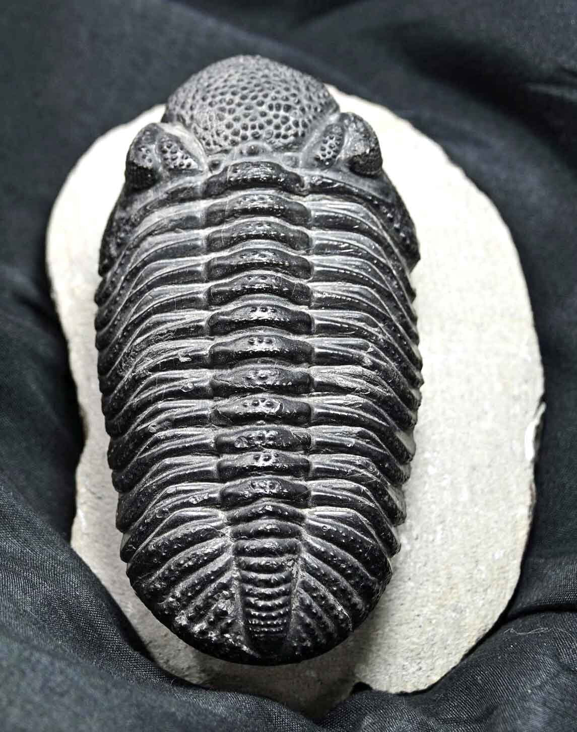 Drotops megalomanicus