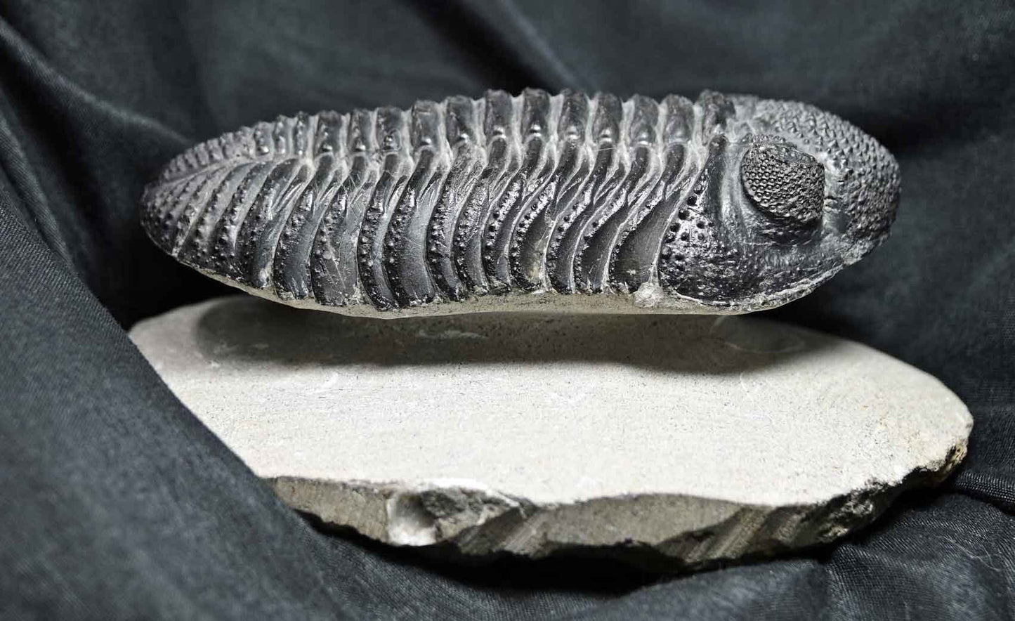 Drotops megalomanicus