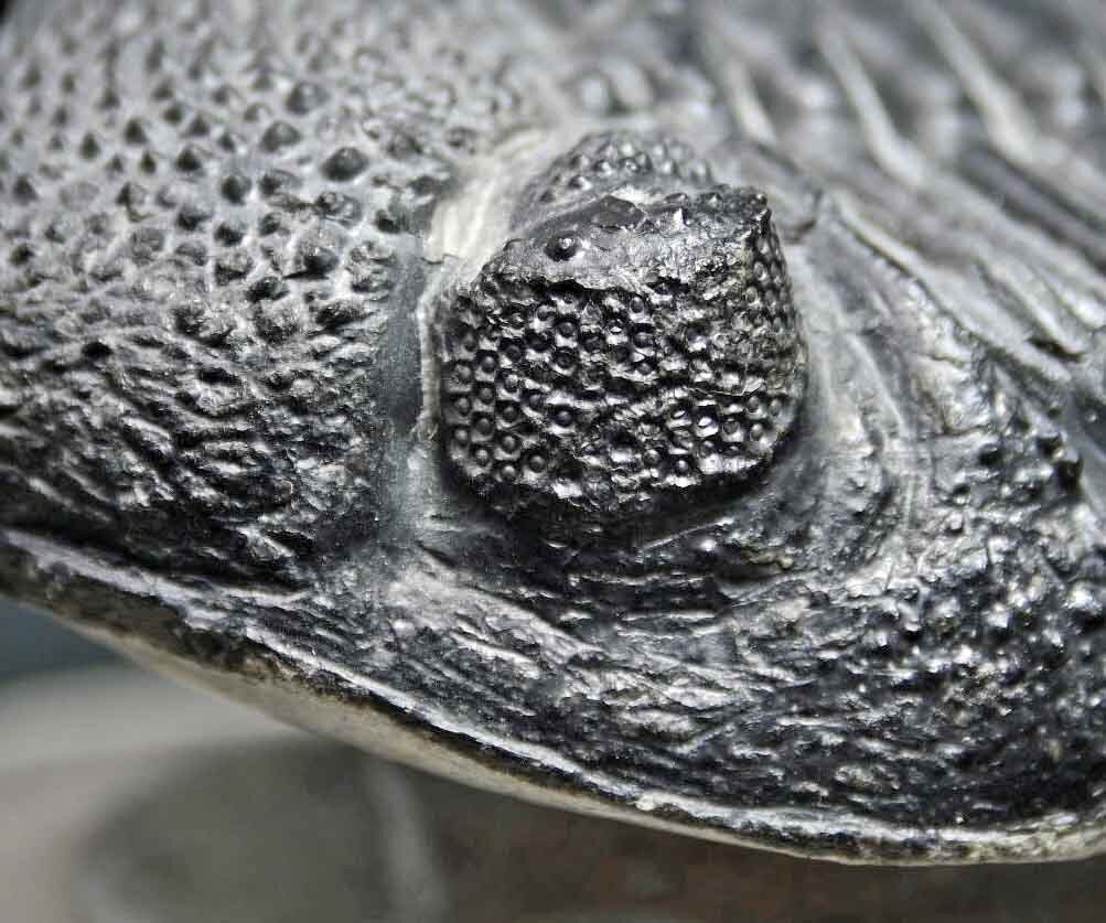 Drotops megalomanicus