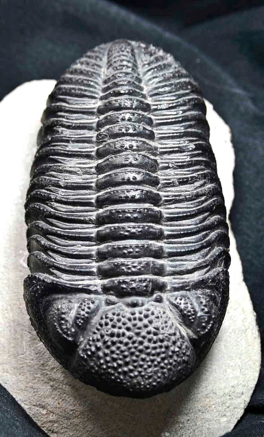 Drotops megalomanicus