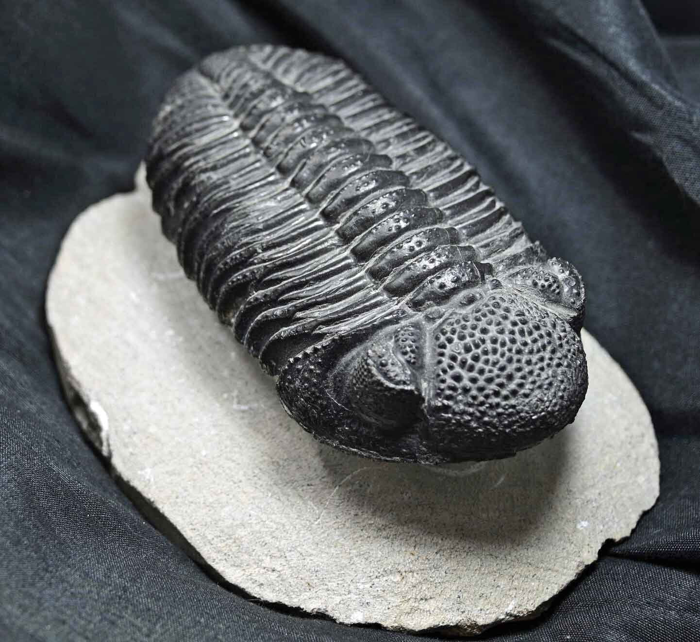 Drotops megalomanicus