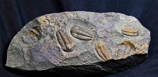 Ellipsocephalus hoffi