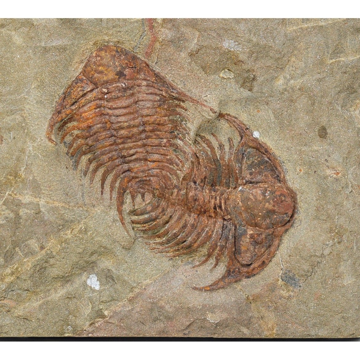 Foulonia sp