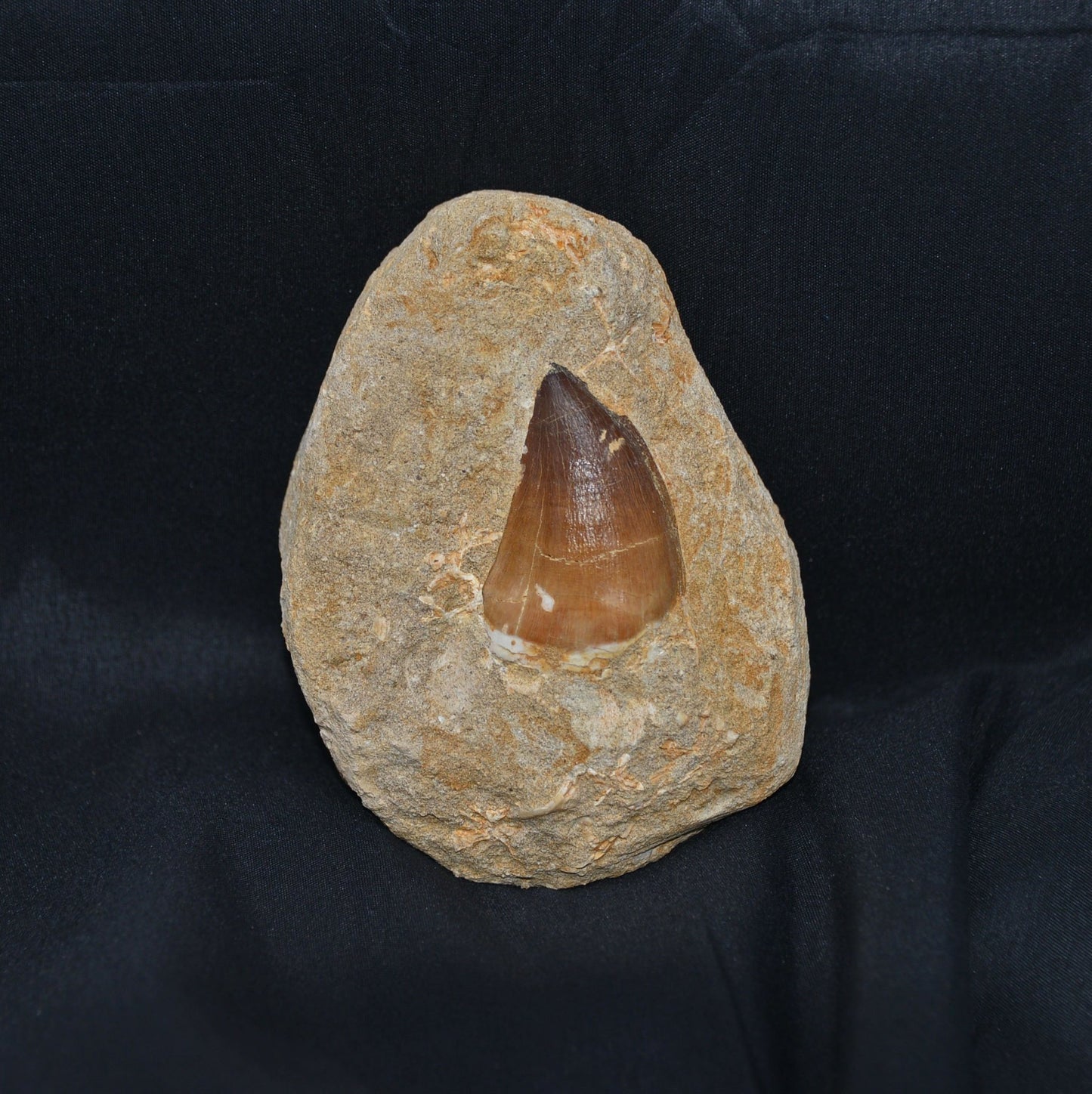 Giant Mosasaur tooth in matrix